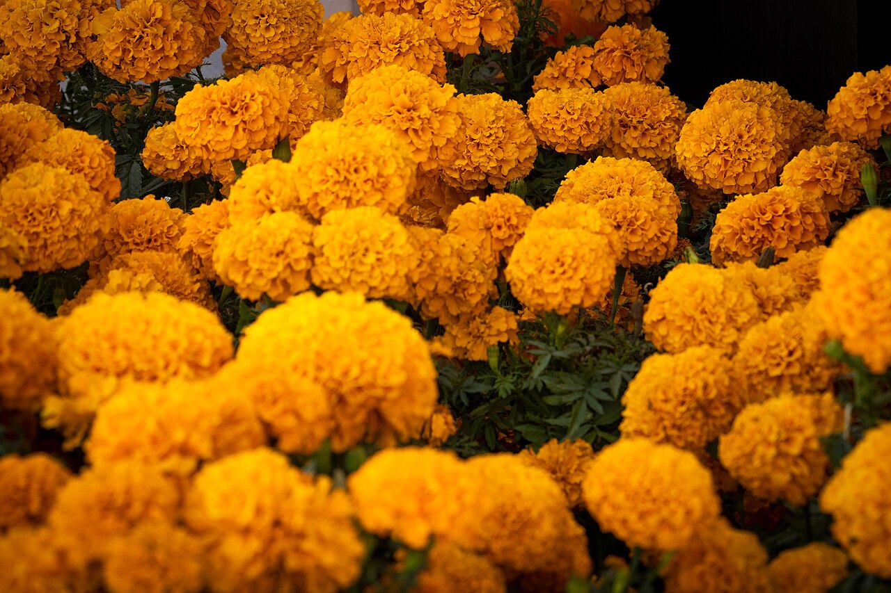 Precio del cempasúchil en México 2026: maceta y manojo 1 Flores naranjas de cempasúchil Tagetes erecta, utilizadas en ofrendas de Día de Muertos
