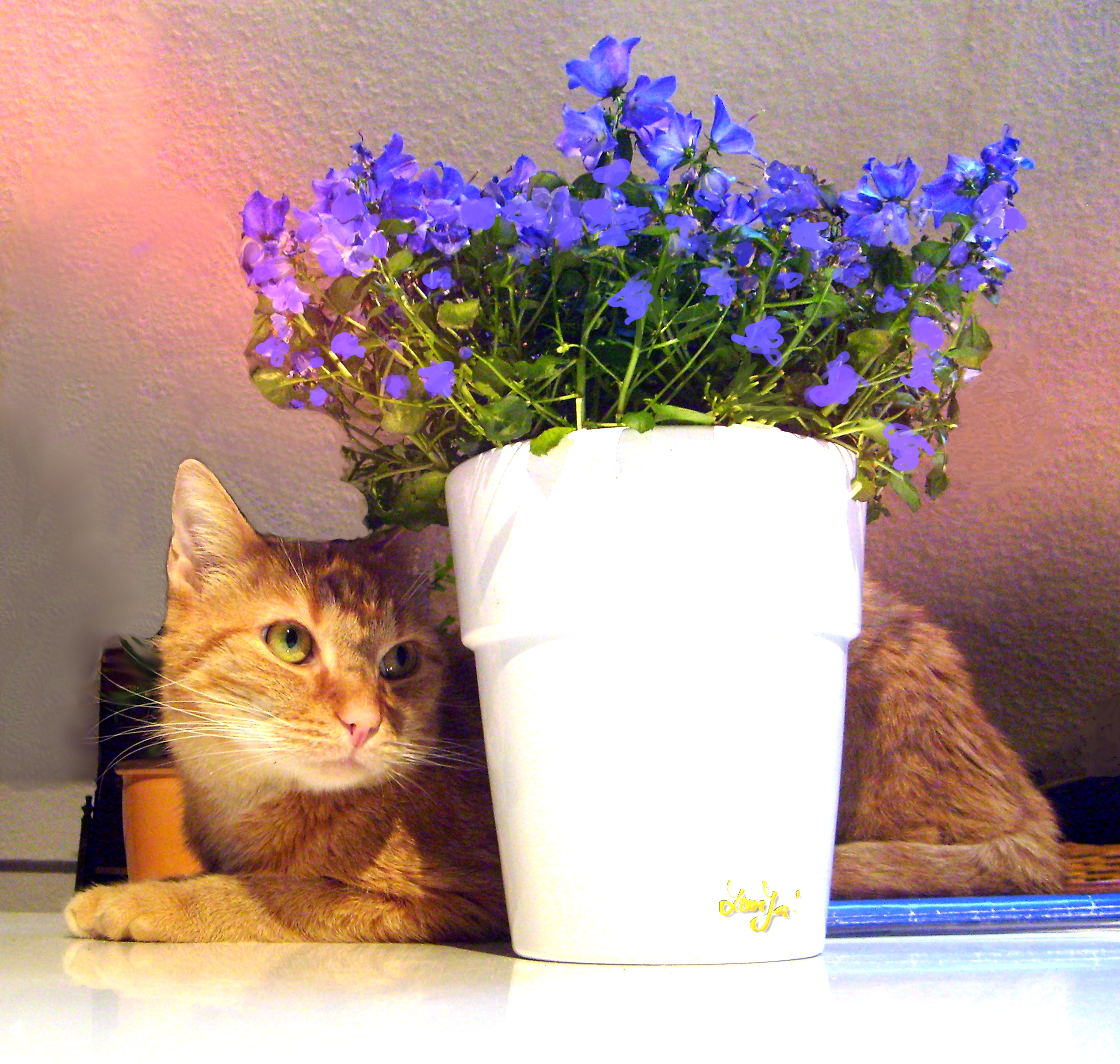Gato anaranjado sentado junto a una maceta con flores