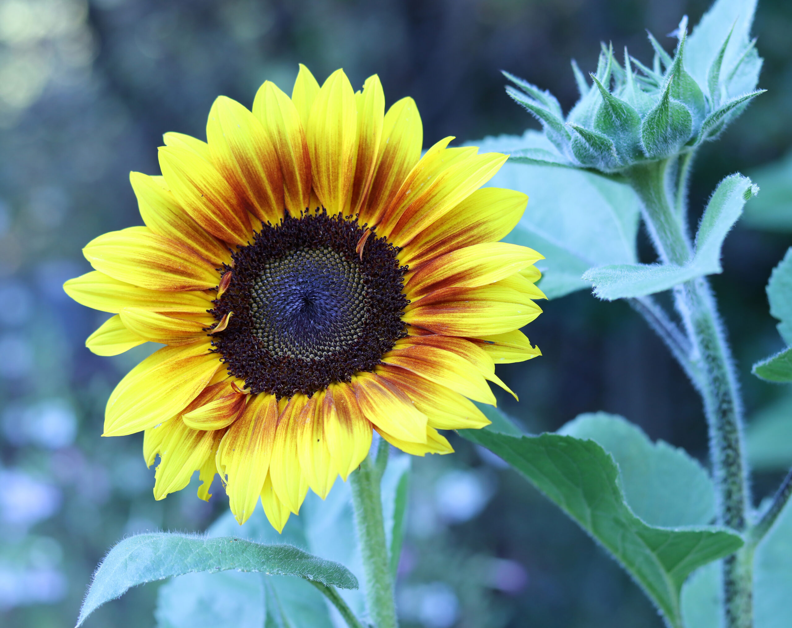 Girasol amarillo de pétalos abiertos, flor utilizada en ramos de regalo